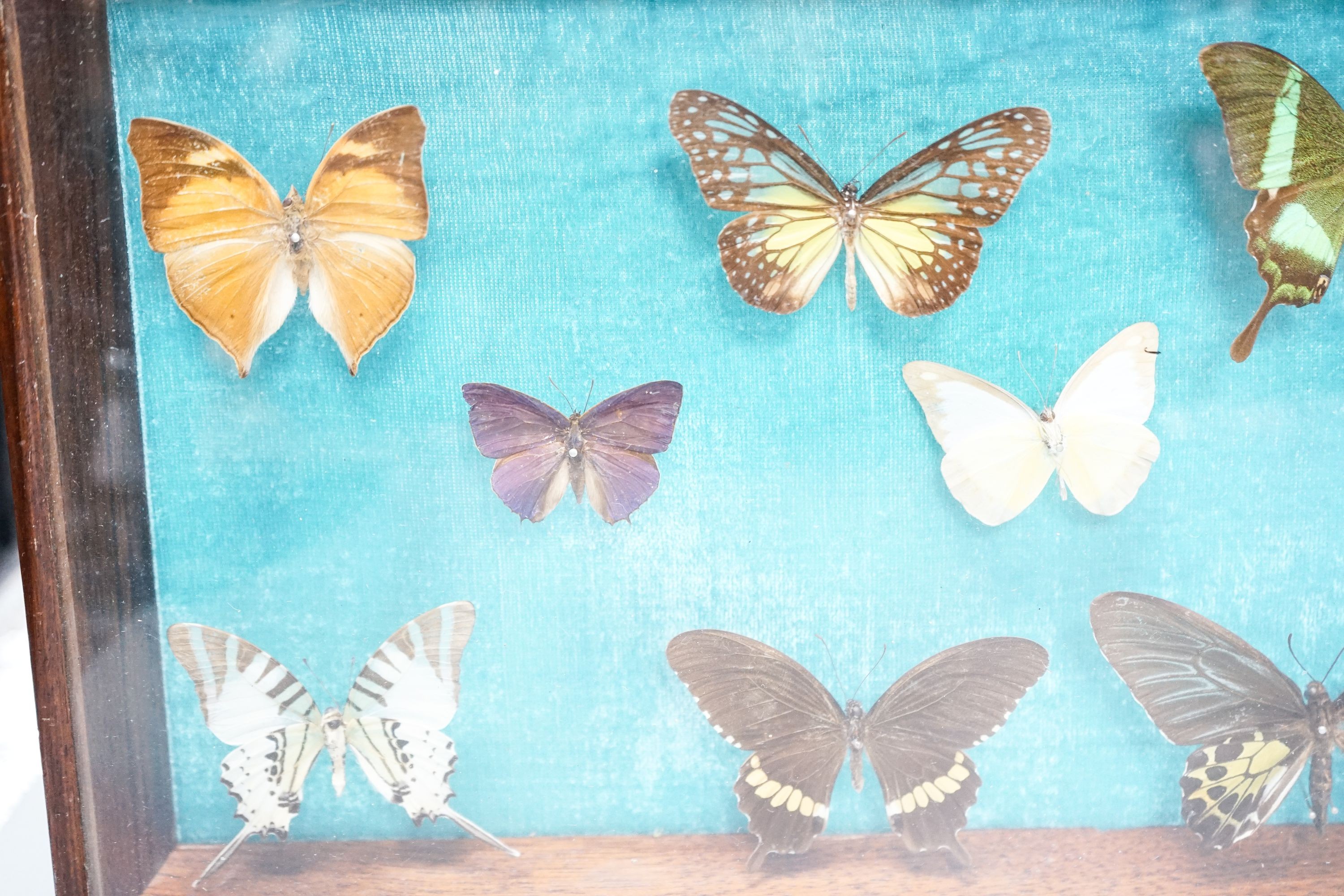 A cased butterfly collection, exotic specimens, case 54.5 X 23.5 cm